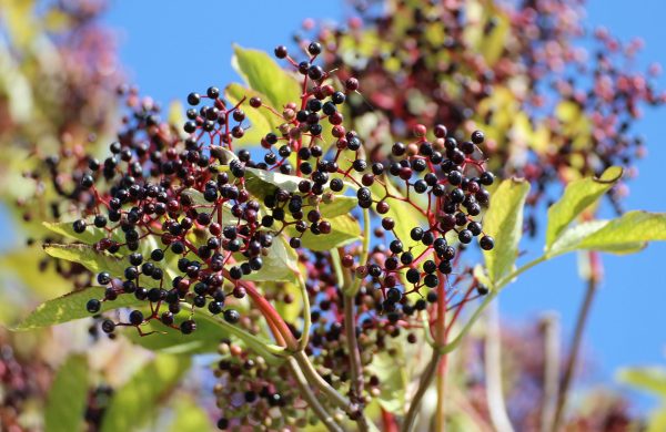 Czarny Bez – naturalna aspiryna